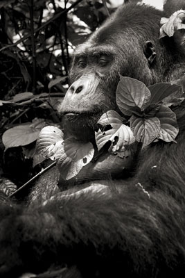 photo de gorille gorille_MG_0572_v.jpg