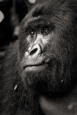 photo de gorille gorille_MG_0738_v.jpg