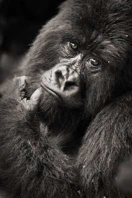 photo de gorille gorille_MG_0869_v.jpg