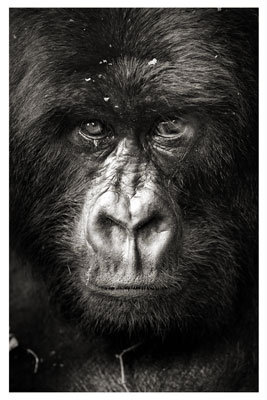 photo de gorille gorille_MG_0917_v.jpg