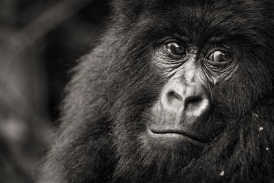 photo de gorille gorille_MG_1004_v.jpg