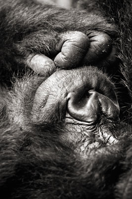 photo de gorille gorille_MG_1006_v.jpg