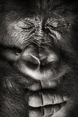 photo de gorille gorille_MG_1020_v.jpg
