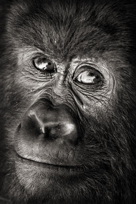 photo de gorille gorille_MG_1033_v.jpg