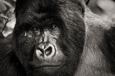 photo de gorille gorille_MG_3001-1_v.jpg