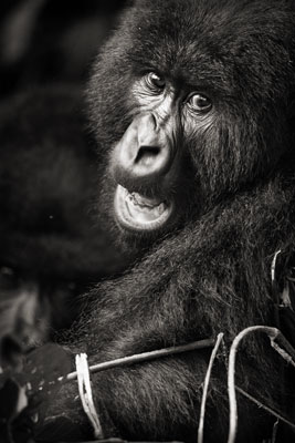 photo de gorille gorille_MG_3040_v.jpg