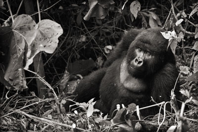 photo de gorille gorille_MG_3059_v.jpg