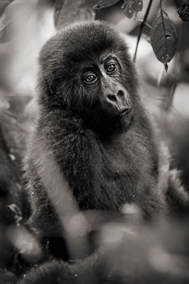 photo de gorille gorille_MG_3467_v.jpg