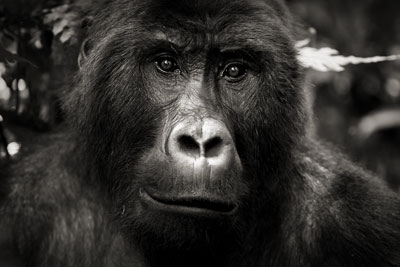 photo de gorille gorille_MG_3498_v.jpg