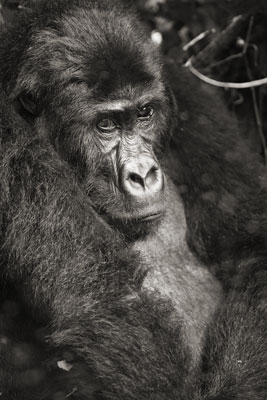 photo de gorille gorille_MG_3650_v.jpg