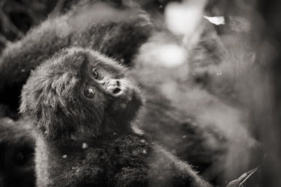 photo de gorille gorille_MG_3955_v.jpg