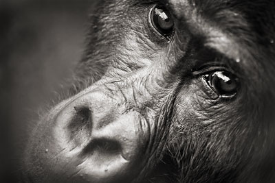 photo de gorille gorille_MG_4311_v.jpg