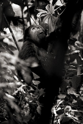photo de gorille gorille_MG_4398_v.jpg