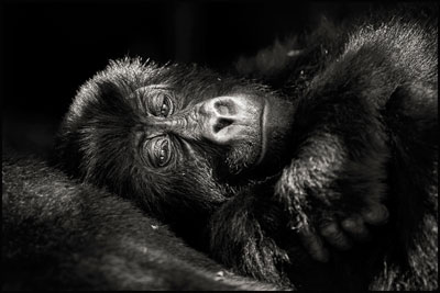 photo de gorille gorille_MG_0060_v.jpg