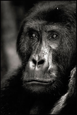 photo de gorille gorille_MG_0094_v.jpg