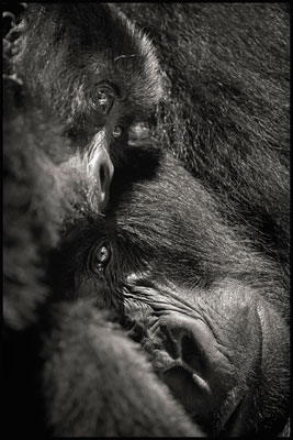 photo de gorille gorille_MG_0199_v.jpg