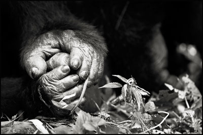 photo de gorille gorille_MG_0514_v.jpg