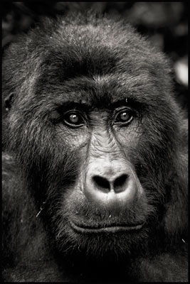 photo de gorille gorille_MG_0652-(2)_v.jpg
