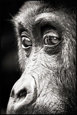 photo de gorille gorille_MG_0803-(2)_v.jpg