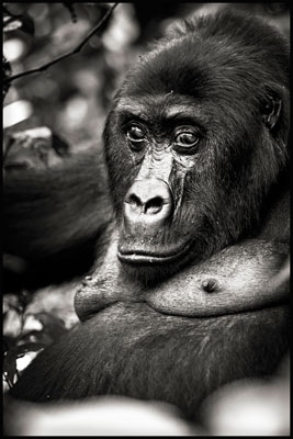 photo de gorille gorille_MG_1029-(2)_v.jpg
