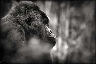 photo de gorille gorille_MG_1188_v.jpg