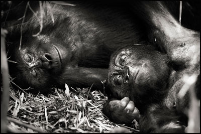 photo de gorille gorille_MG_1301-(2)_v.jpg