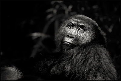 photo de gorille gorille_MG_1355-(2)_v.jpg