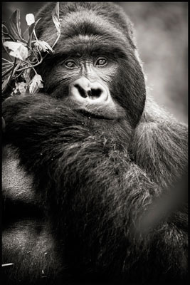 photo de gorille gorille_MG_1828_v.jpg