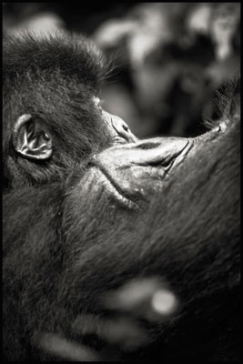 photo de gorille gorille_MG_2022_v.jpg
