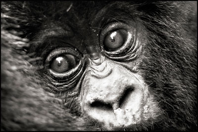 photo de gorille gorille_MG_2315_v.jpg