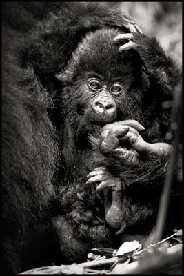 photo de gorille gorille_MG_3534_v.jpg