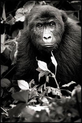 photo de gorille gorille_MG_9050_v.jpg
