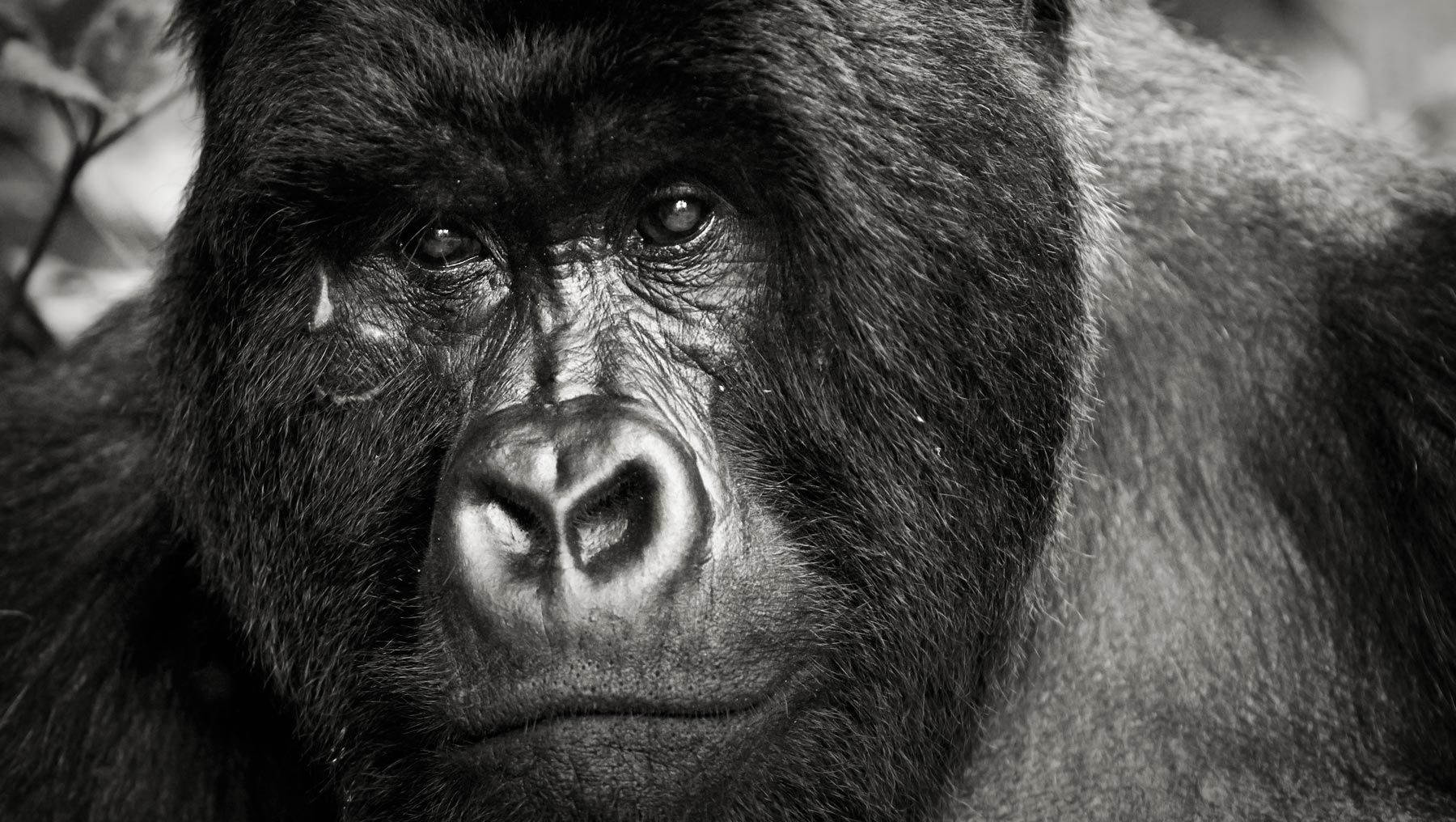 Photographie de gorille de sébastien meys
