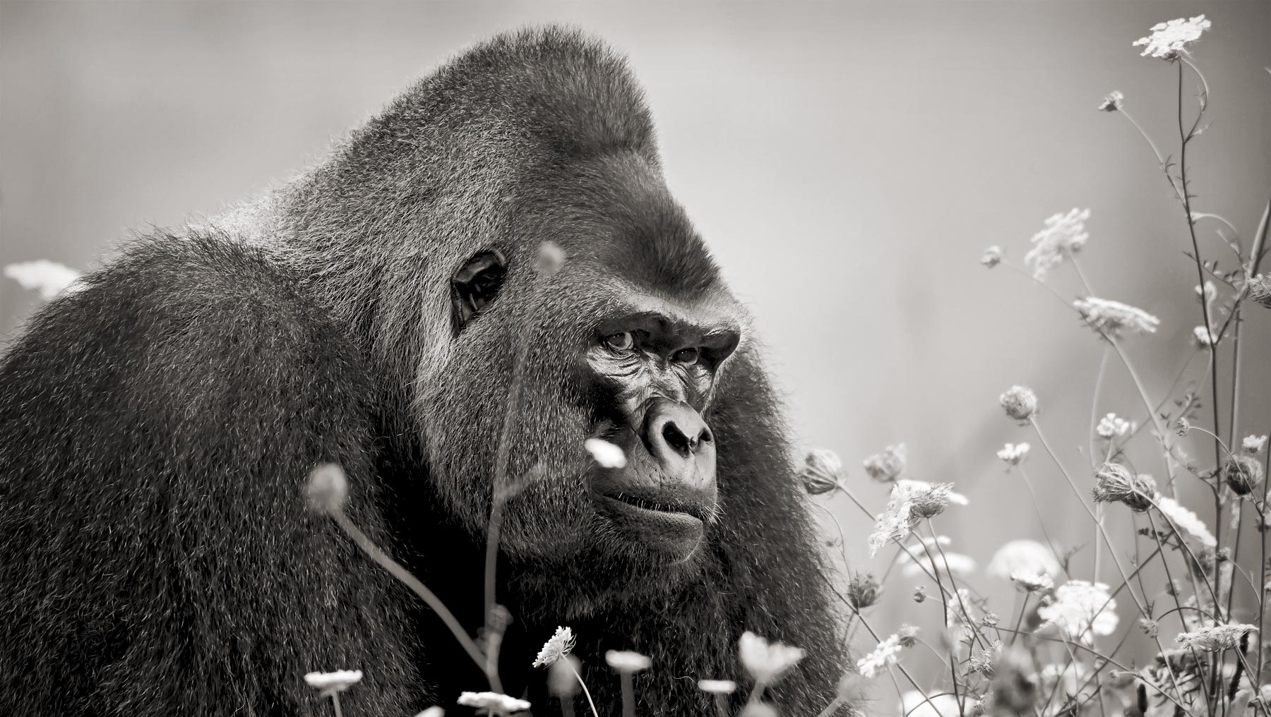 Photographie de gorille de sébastien meys